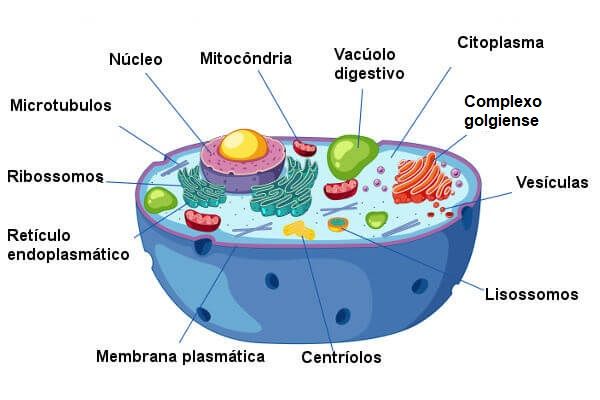 CELULA